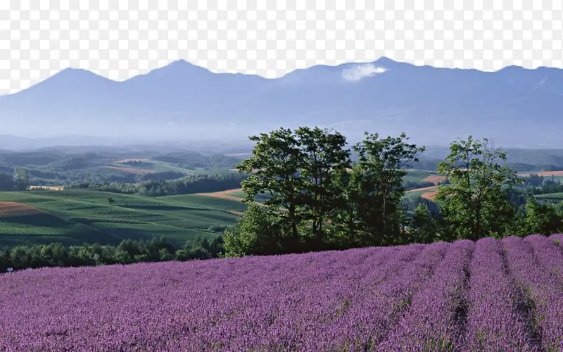 ޹�²�ͼƬ��-������