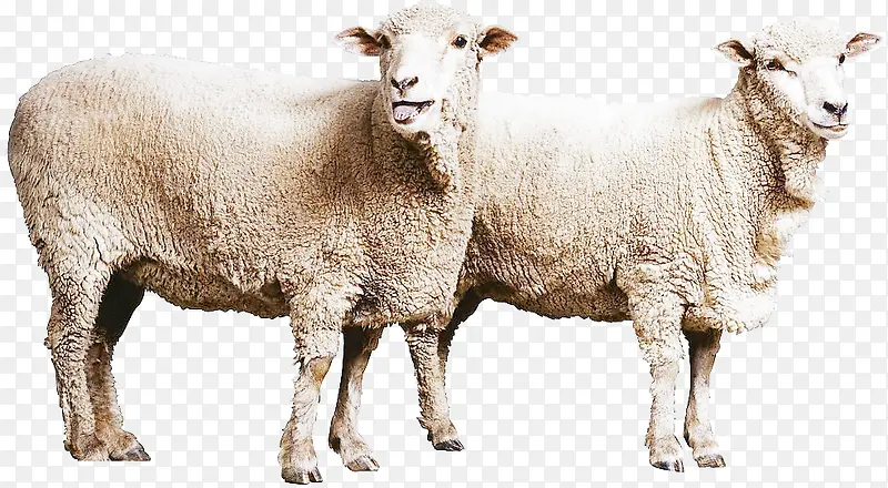 ������Ӱ��ԭ�ϵ�����-������