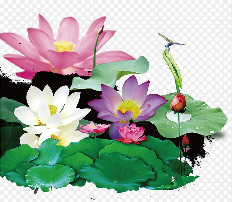 �ֻ��ʻ�-������