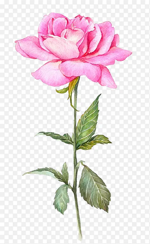 ʢ����õ�廨-������