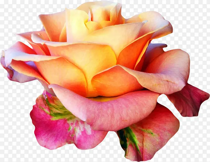 ʢ���ķ�ɫõ��-������