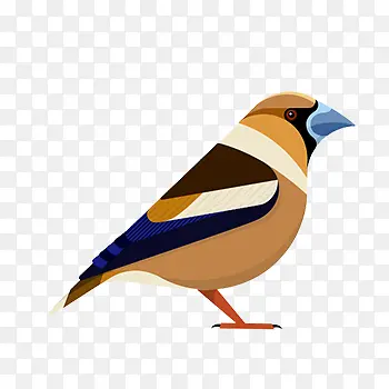 ��ɫ����ȸ-������