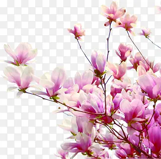 ������Ӱ�ۺ�ɫ�һ�����Ч��-������