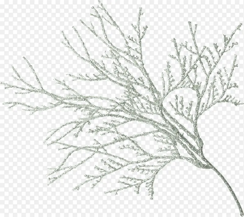 ��ѩ��֦-������