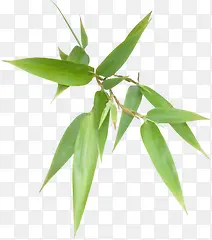 ��Ҷ��png�ز�-������