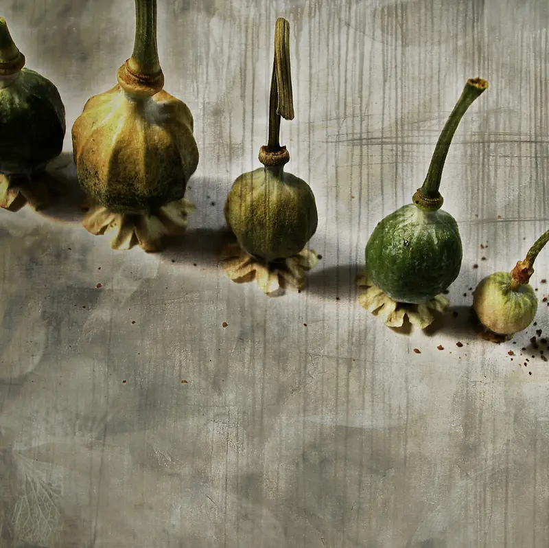 ���ܱ����ϵ�ֲ�ﻨ��-������