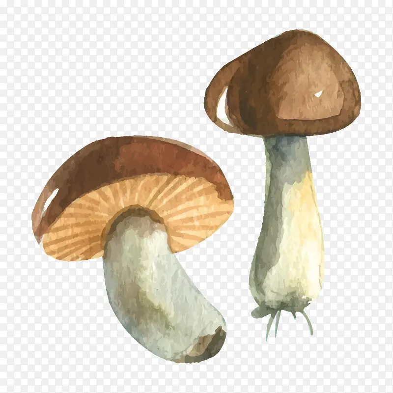 �㹽�߲�-������