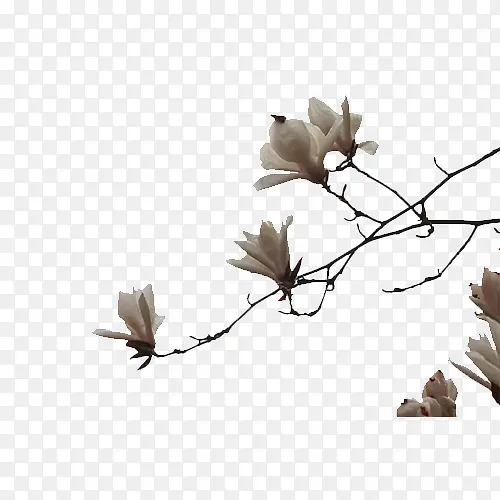 ��ɫ������-������