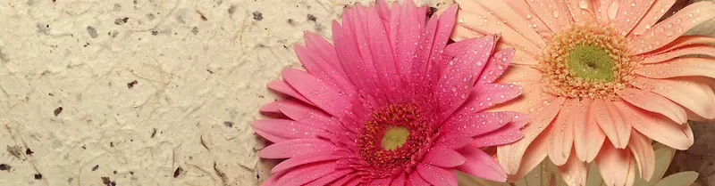 ��ɫ�Ļ���-������