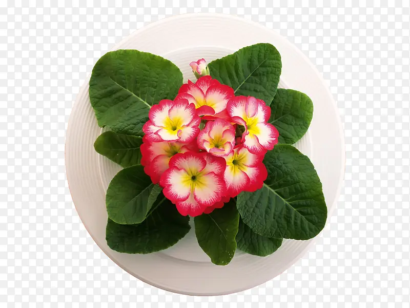 ���Ͳ���-������