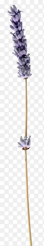 һ��޹�²�-������