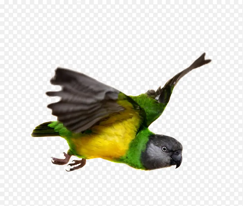 ��ɫ ����-������