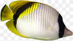 ������Ӱ�������һ����-������