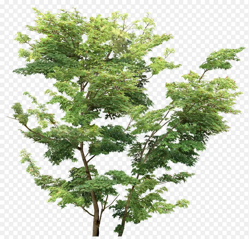 ֦��Ҷï�Ĵ���-������