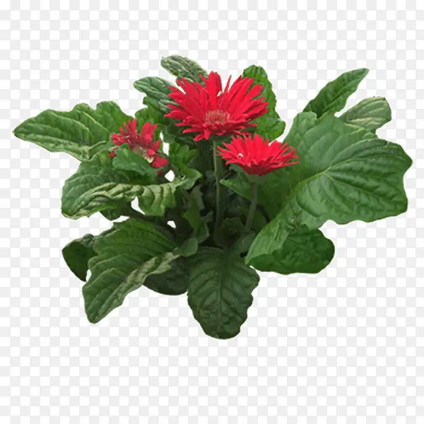 ���ղ��ز�ͼƬ-������