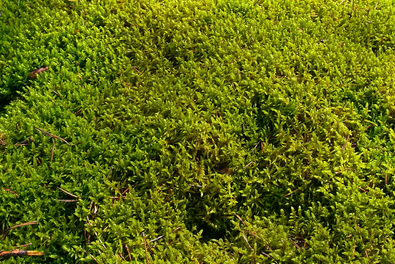 �ݵ�ֲ�ﱳ��-������