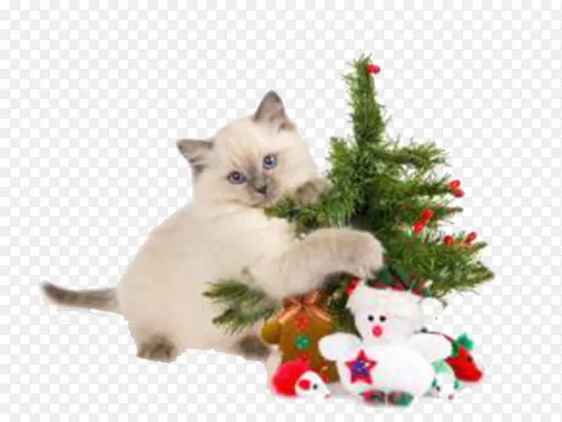 ʥ���ڿ���-������