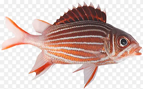 ���������ز�-������