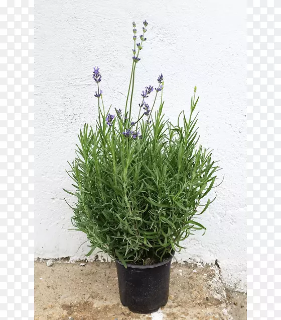 Ӣ��޹�²ݷ���޹�²�������-������