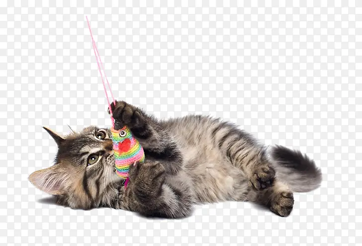 �����С��èͼƬ-������