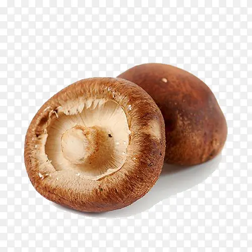 �л��㹽-������