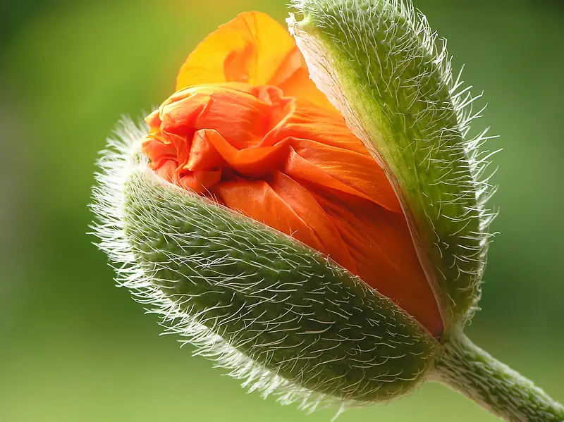 ������Ӱ-������