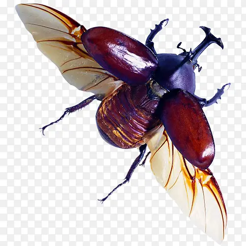 ����ĳ�-������