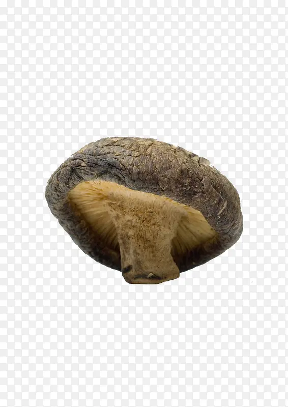 ��Ģ��-������