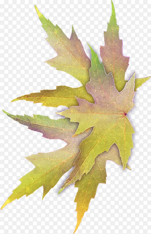 ʸ����ë�ز�-������