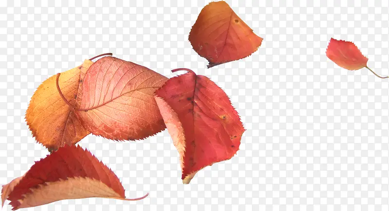 �����ʵķ�ҶͼƬ-������