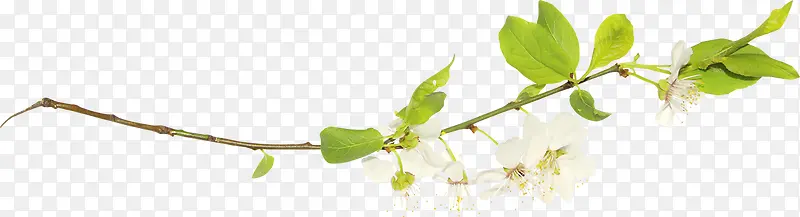 ϸ֦�ز�ͼƬ-������