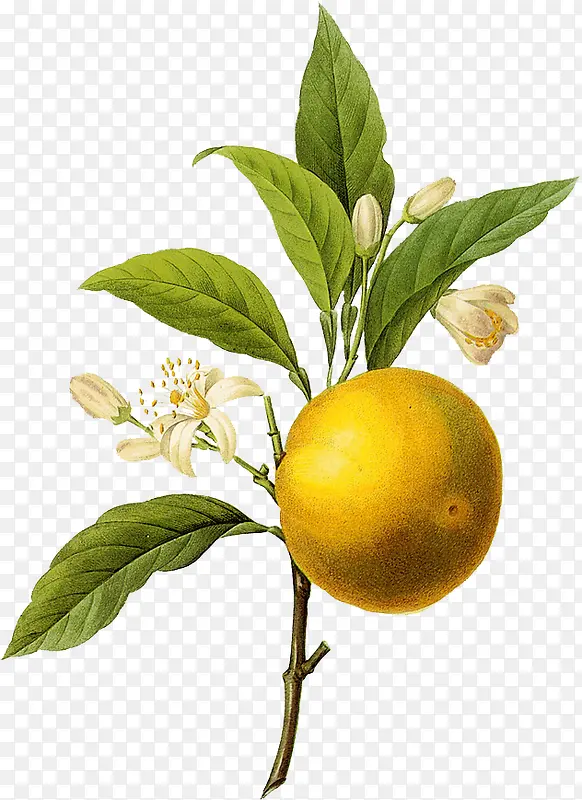 ��֦�ϵ�����-������