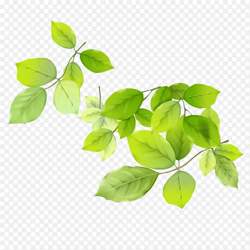 ��Ҷ�ز�-������