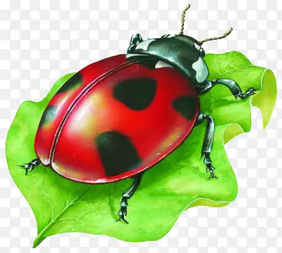 ��ͨ����ͼƬ����ư��-������