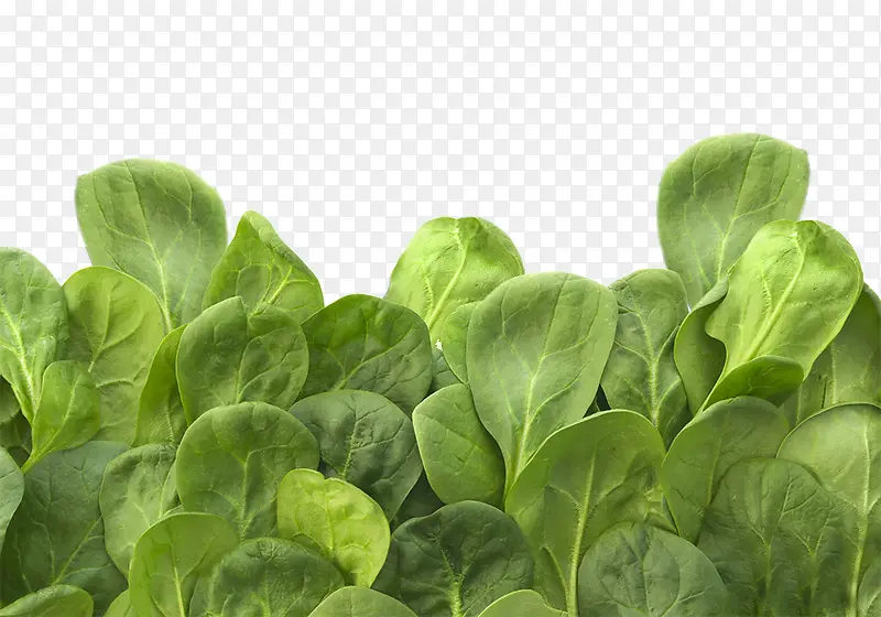 ��ɫ�л��߲�-������