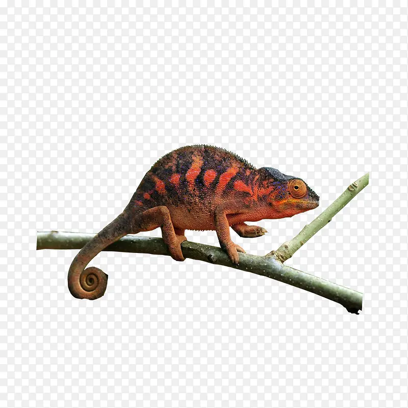 ��ɫ����ͨ����-������