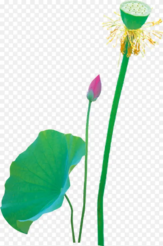 ����ˮ�ʺɻ���Ҷ-������