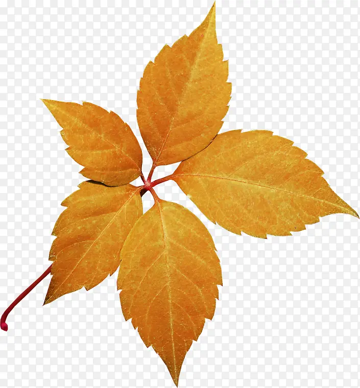 ��ɫ��Ҷ-������