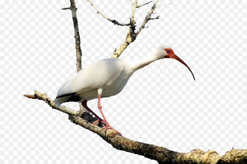 ��֦�ϵ���-������