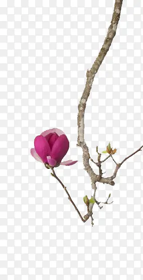 ��ɫ����-������