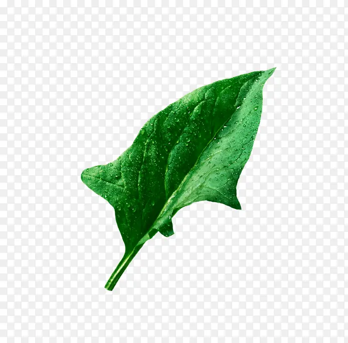 ����Ҷ��-������