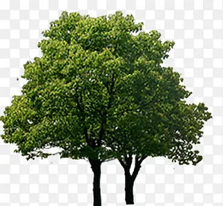 ����������ľ��Ӱ-������