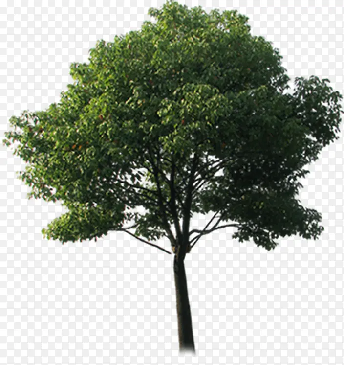 ���崴��������Ӱ��ɫ��ľ-������