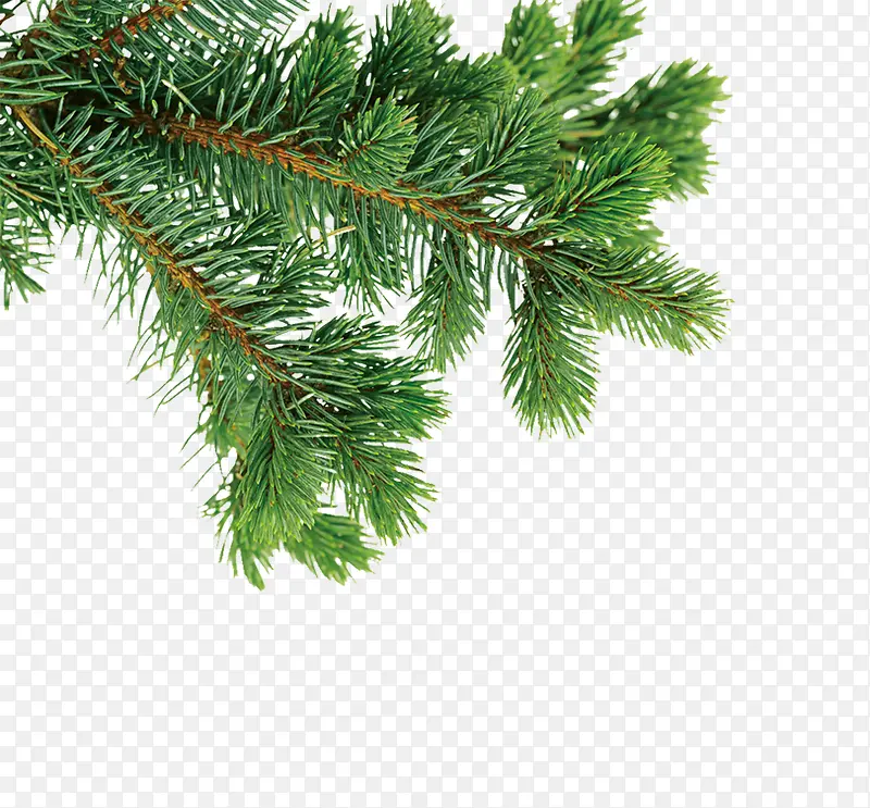 ��֦-������