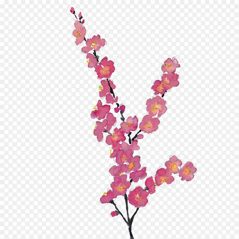 ÷����֦-������