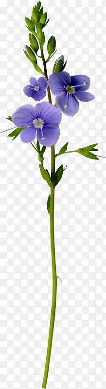 �غ컨֦Ҷ-������