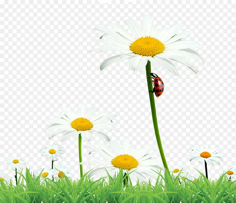 ��ɫ�ջ��ز�-������