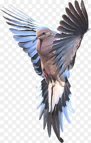 չ��������ӥ-������