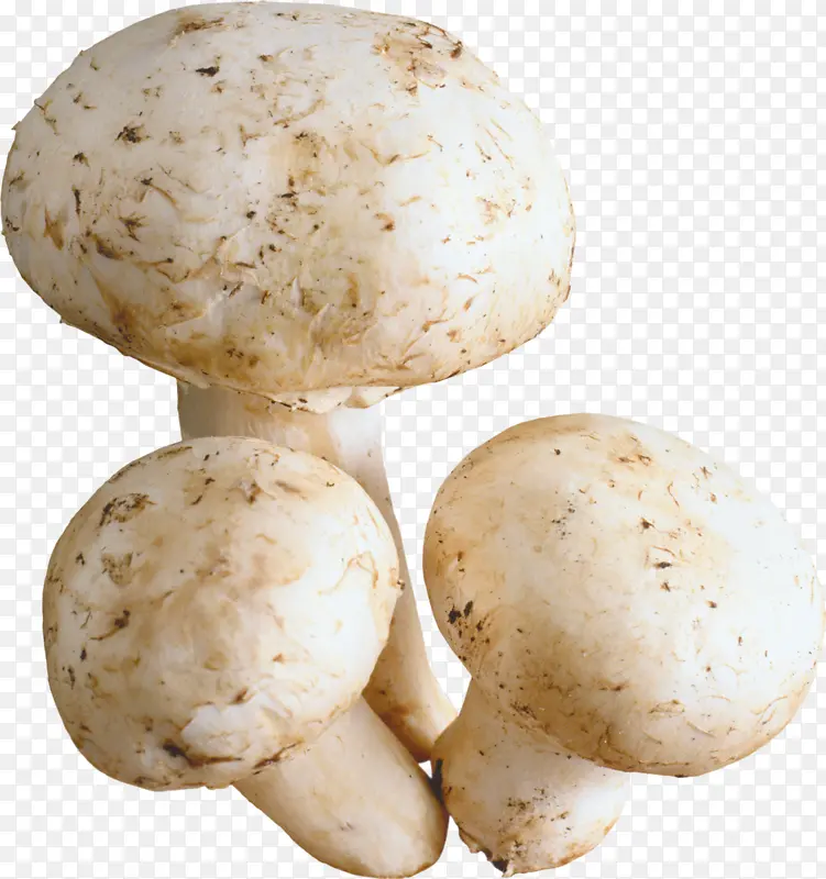 ����ʳ��-������