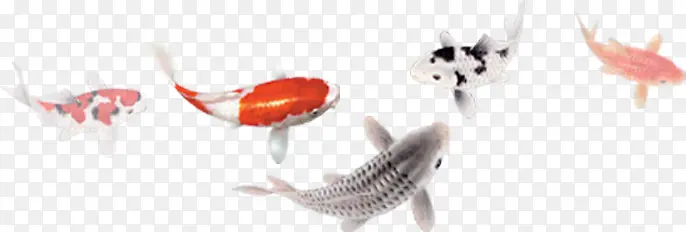 ��ɫ���չŷ����-������